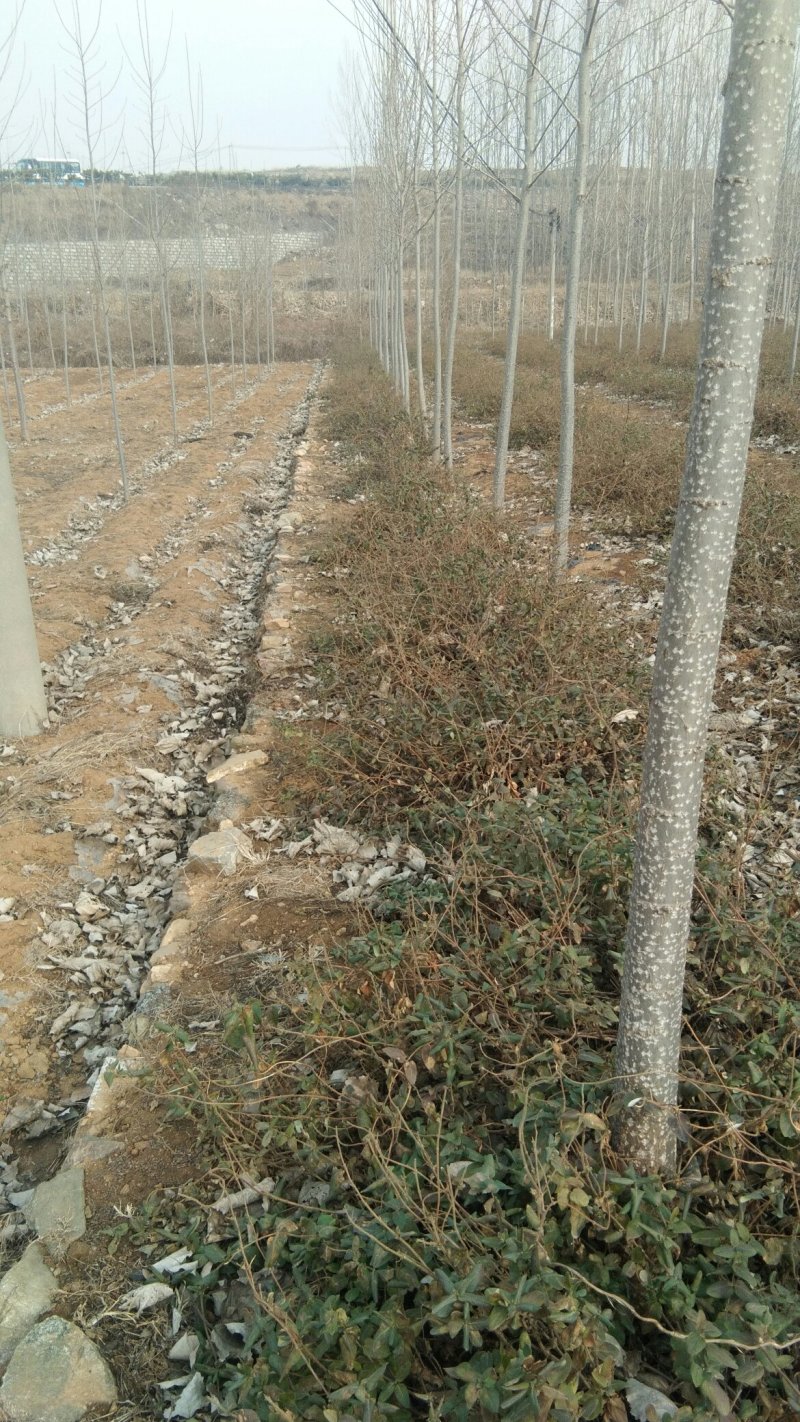 占地苗木经济适用药食同源