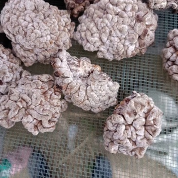 精品猴脑菌
