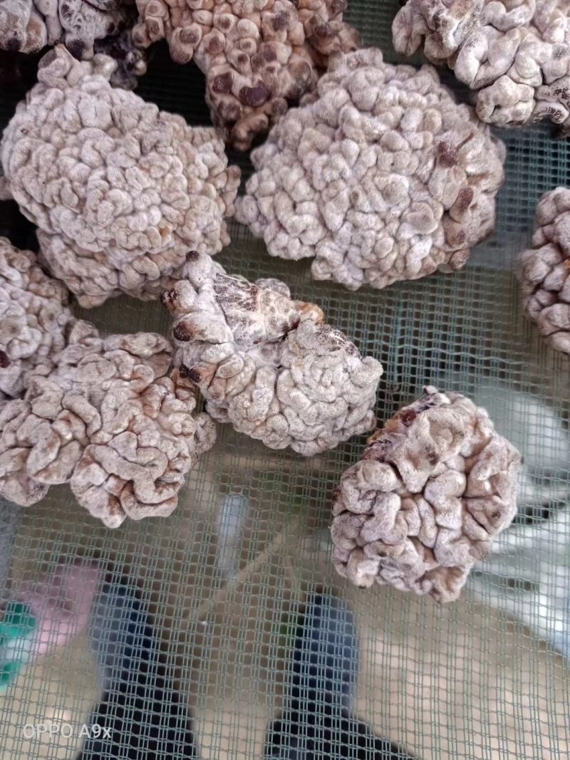 精品猴脑菌