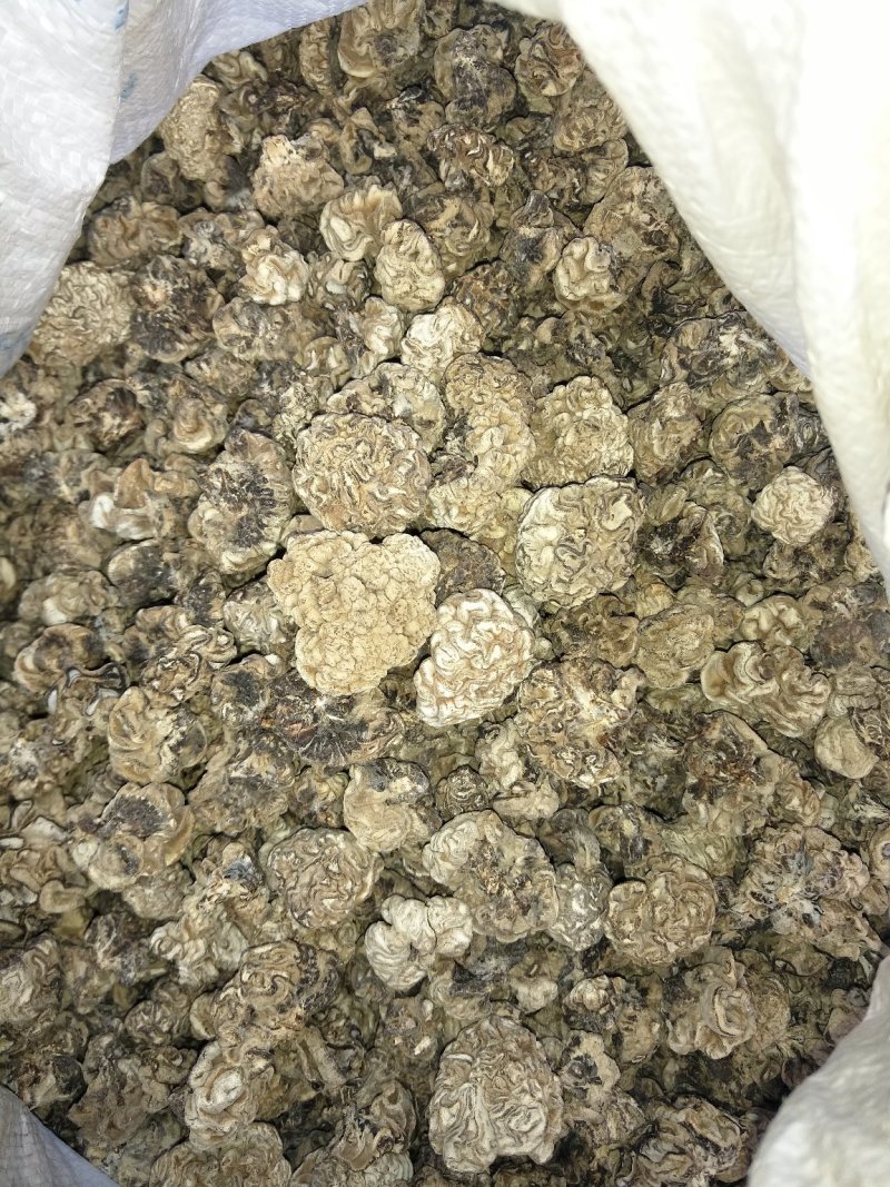 精品猴脑菌