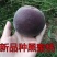 黑桃树苗黑桃王桃树苗特大果嫁接1到3年苗，南北方适宜
