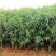 黑桃树苗黑桃王桃树苗特大果嫁接1到3年苗，南北方适宜