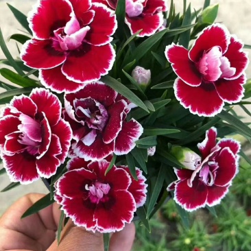 康乃馨，好管理颜色多，气味芬芳，花期长进口苗