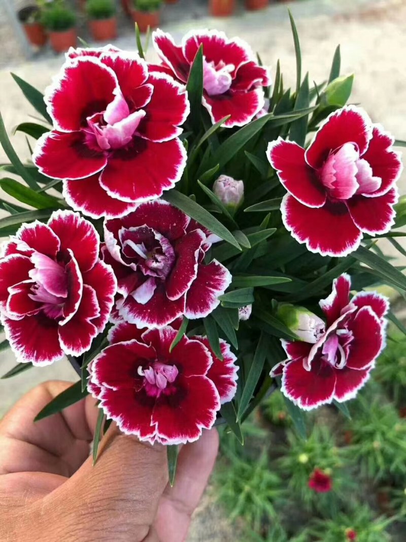 康乃馨，好管理颜色多，气味芬芳，花期长进口苗