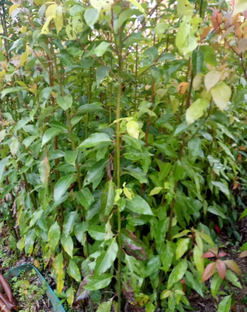 香樟树苗《速生生长速度快》适合南北方种植成活率高
