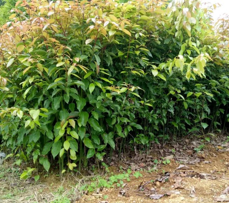 香樟树苗《速生生长速度快》适合南北方种植成活率高