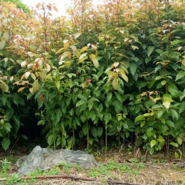 香樟树苗《速生生长速度快》适合南北方种植成活率高