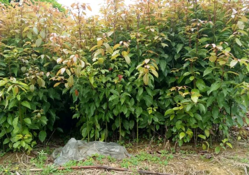 香樟树苗《速生生长速度快》适合南北方种植成活率高