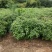 香樟树苗《速生生长速度快》适合南北方种植成活率高