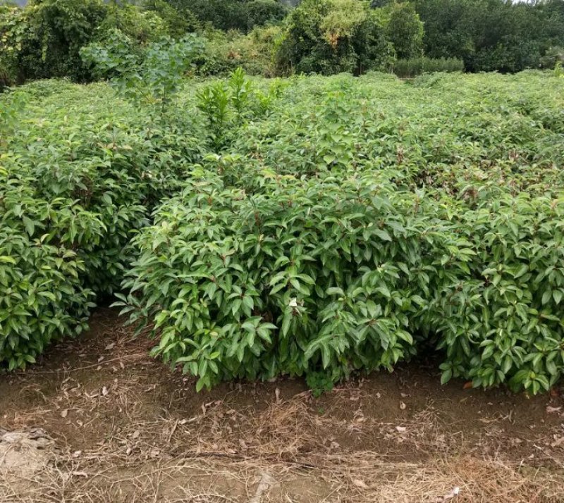 香樟树苗《速生生长速度快》适合南北方种植成活率高