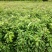 香樟树苗《速生生长速度快》适合南北方种植成活率高