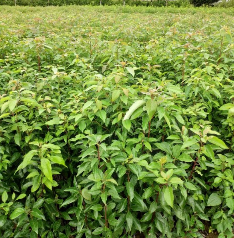 香樟树苗《速生生长速度快》适合南北方种植成活率高