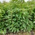 香樟树苗《速生生长速度快》适合南北方种植成活率高