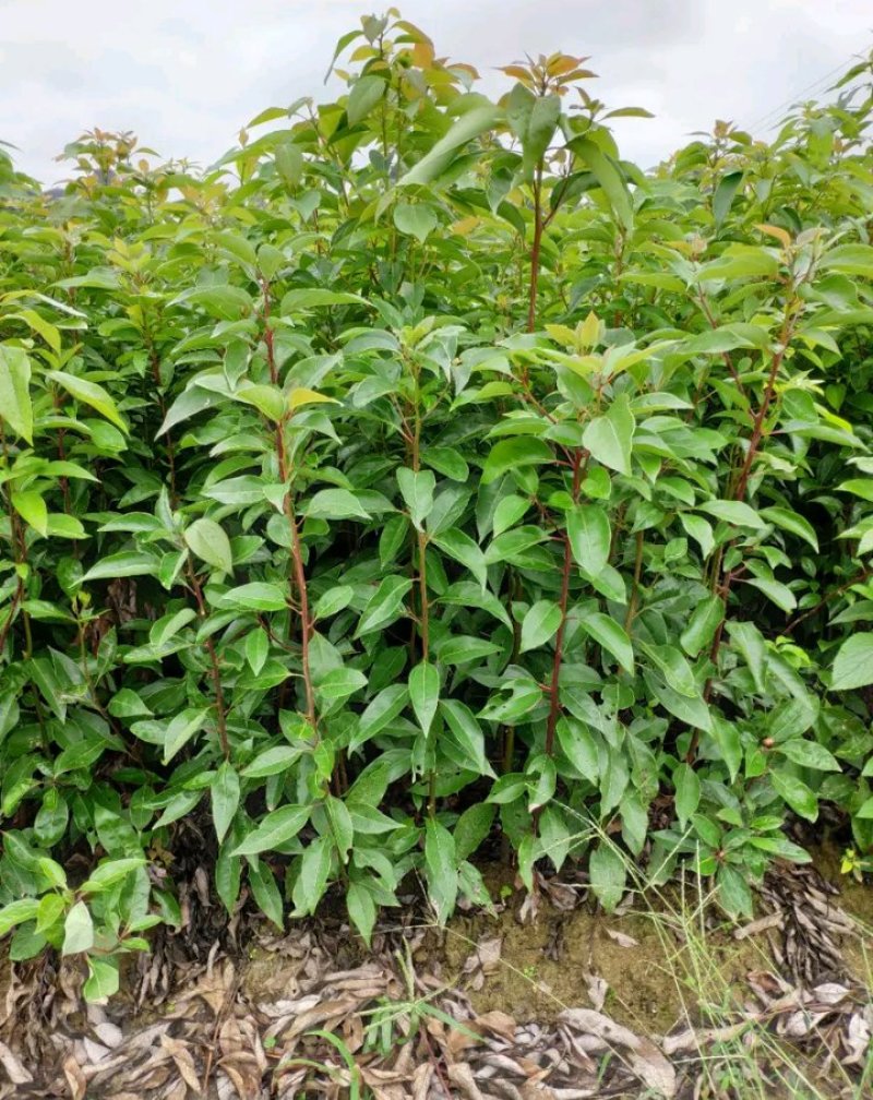 香樟树苗《速生生长速度快》适合南北方种植成活率高