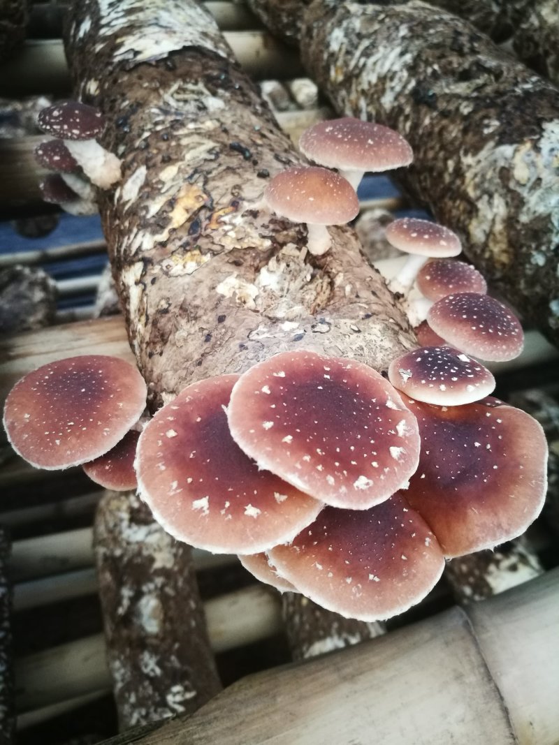 香菌