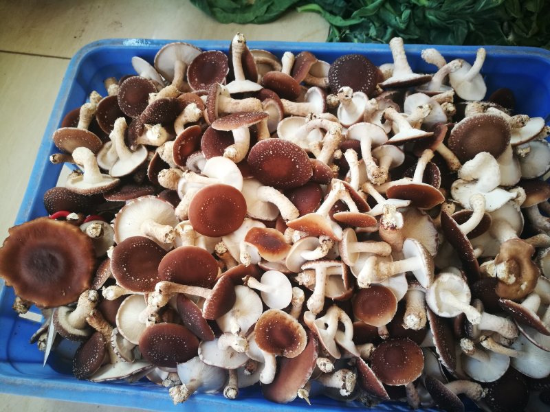 香菌