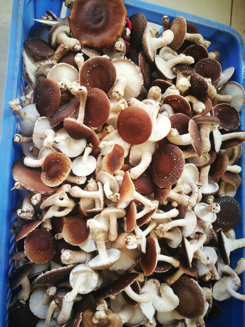 香菌