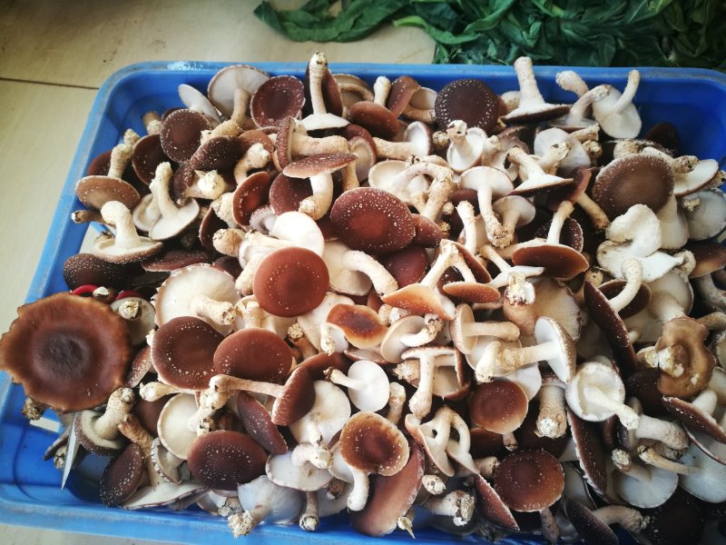 香菌
