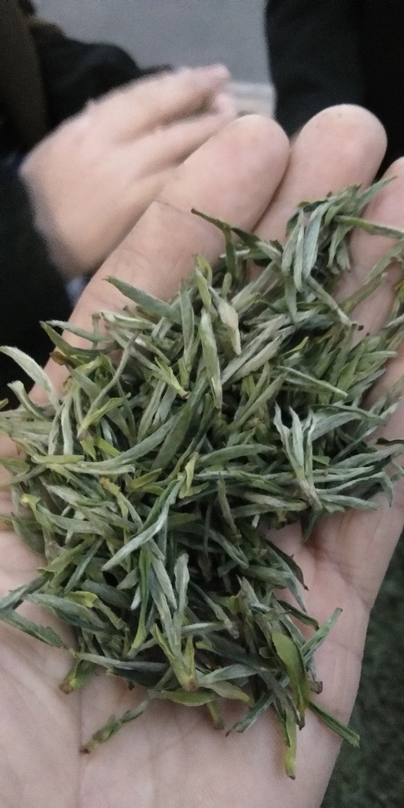 茶叶