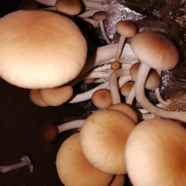 茶树菇又名茶新菇