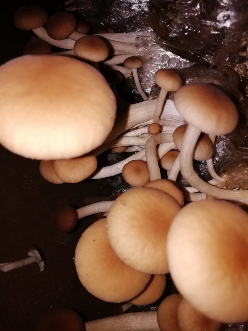 茶树菇又名茶新菇