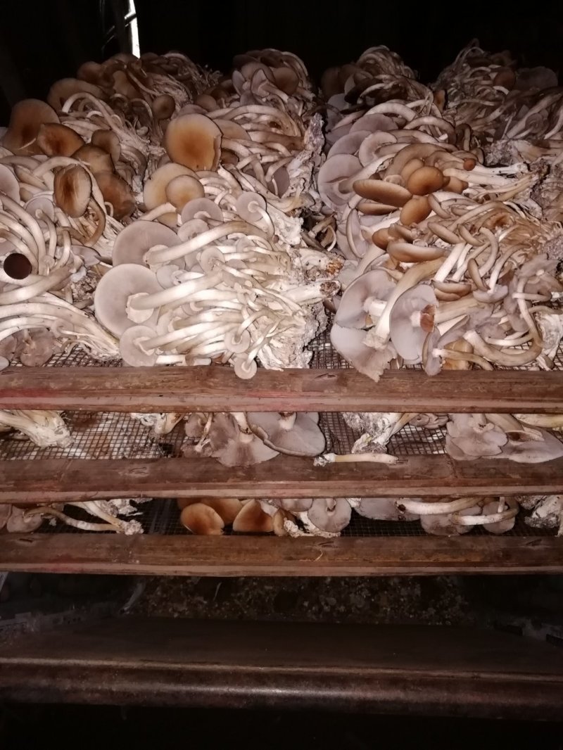 茶树菇又名茶新菇