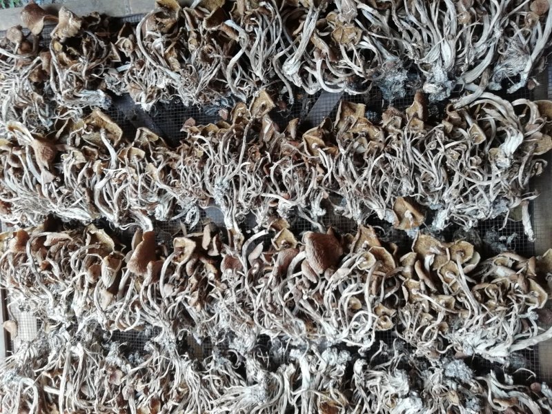 茶树菇又名茶新菇