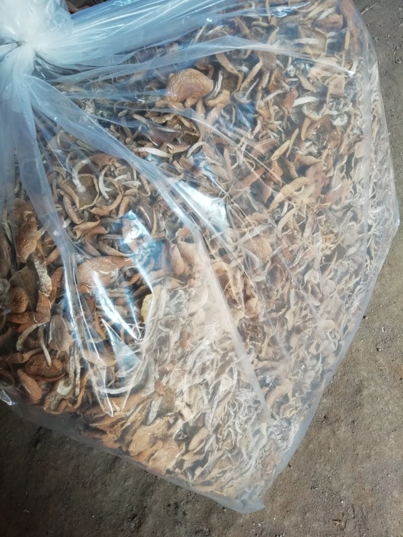 茶树菇又名茶新菇