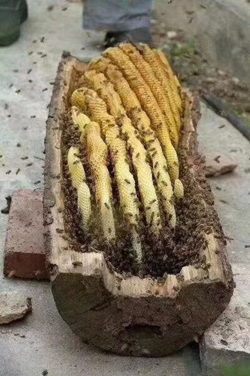 包邮【秦岭正宗圆棒棒桶野生土蜂巢蜜】假一赔十土蜂百花巢蜜