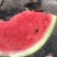 夏邑县美都无籽西瓜，大棚种植.基地直供。