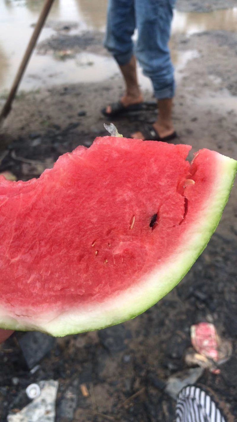 夏邑县美都无籽西瓜，大棚种植.基地直供。