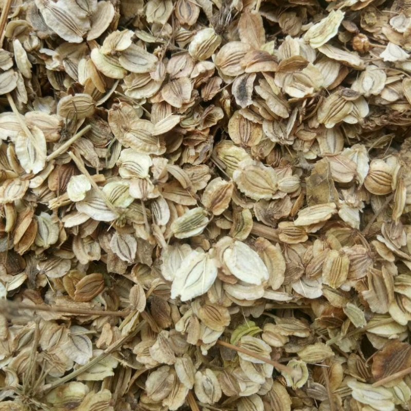白芷种籽，新一代高产抗病，川白芷种籽，基地直发，量大从优