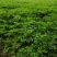 白芷种籽，新一代高产抗病，川白芷种籽，基地直发，量大从优