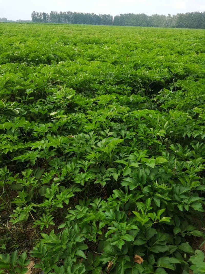白芷种籽，新一代高产抗病，川白芷种籽，基地直发，量大从优