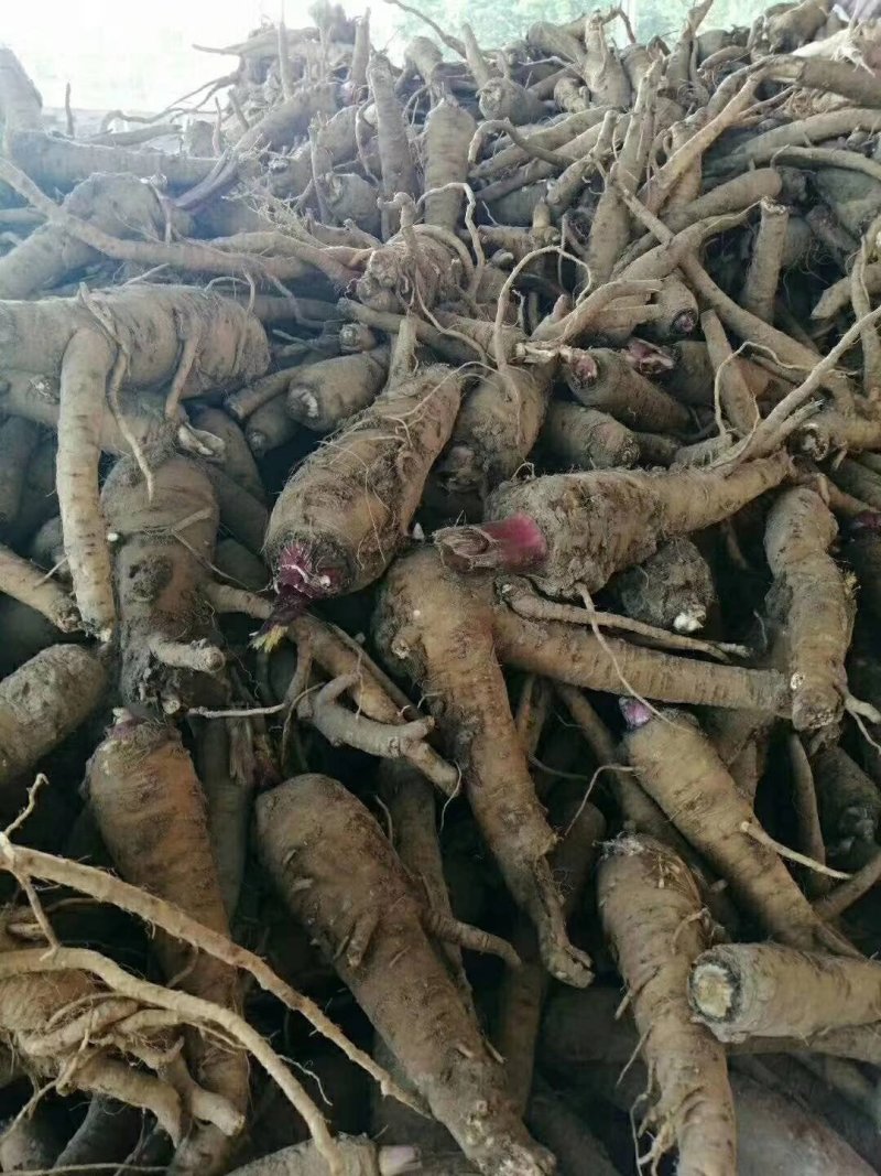白芷种籽，新一代高产抗病，川白芷种籽，基地直发，量大从优