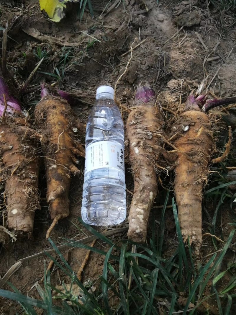 白芷种籽，新一代高产抗病，川白芷种籽，基地直发，量大从优