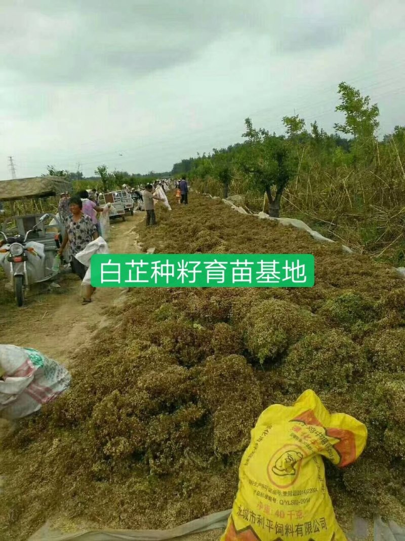 白芷种籽，新一代高产抗病，川白芷种籽，基地直发，量大从优