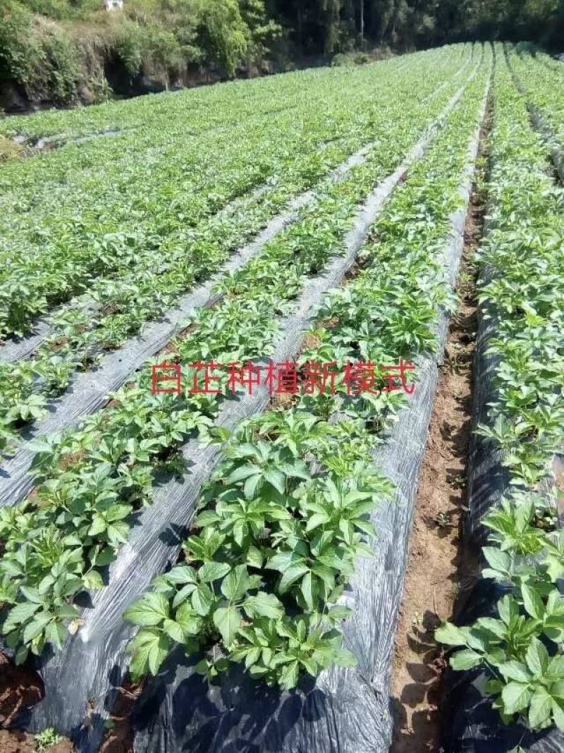 白芷种籽，新一代高产抗病，川白芷种籽，基地直发，量大从优