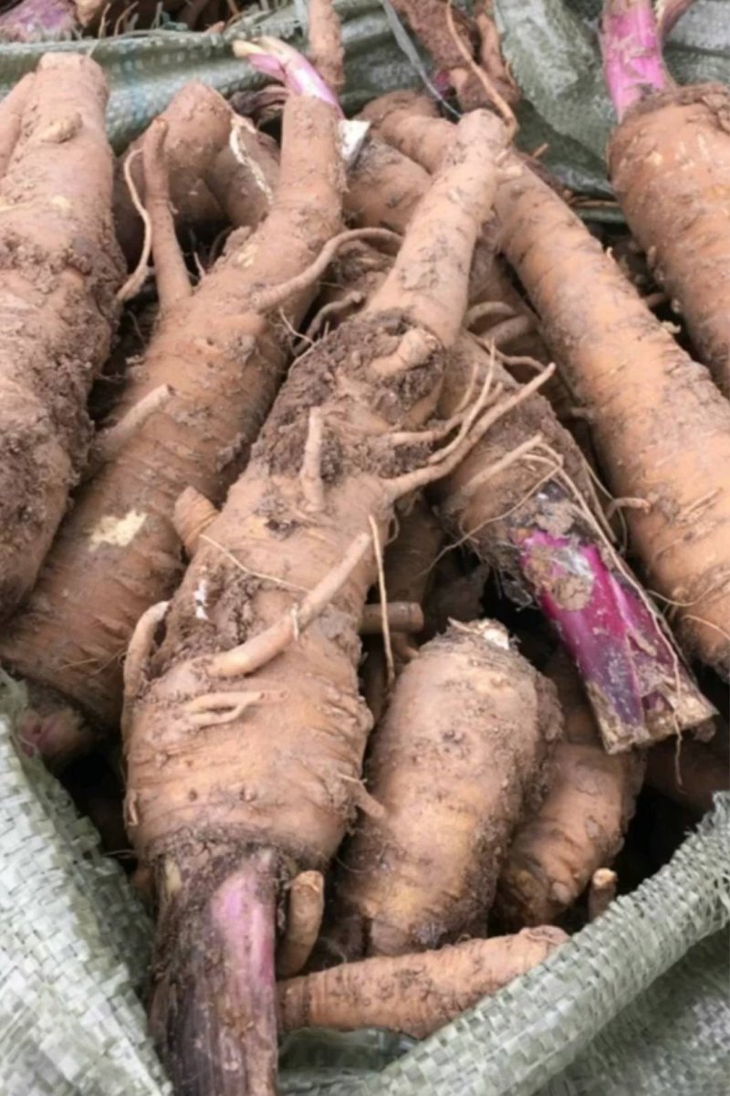 白芷种籽，新一代高产抗病，川白芷种籽，基地直发，量大从优