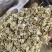 白芷种籽，新一代高产抗病，川白芷种籽，基地直发，量大从优