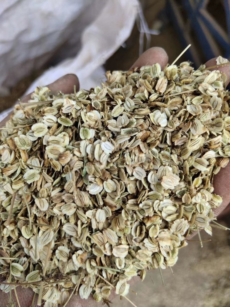 白芷种籽，新一代高产抗病，川白芷种籽，基地直发，量大从优