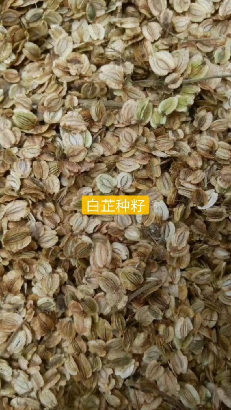 白芷种籽，新一代高产抗病，川白芷种籽，基地直发，量大从优