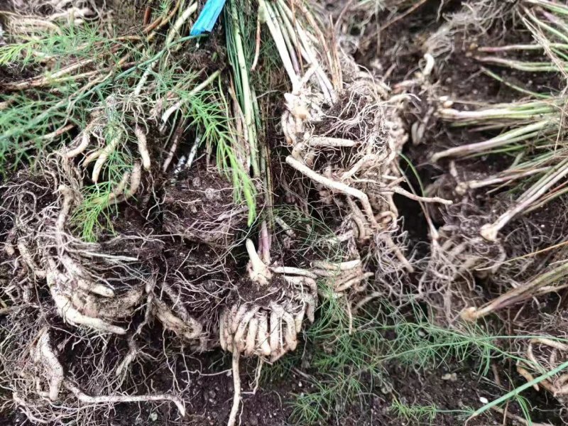 紫色芦笋苗紫芦笋苗芦笋苗芦笋种苗基地供应