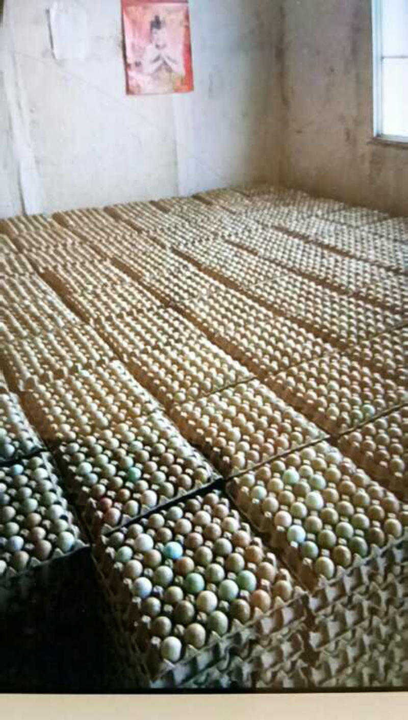 长年批发新鲜野鸡蛋，保质保量。咨询客服下单有优惠。