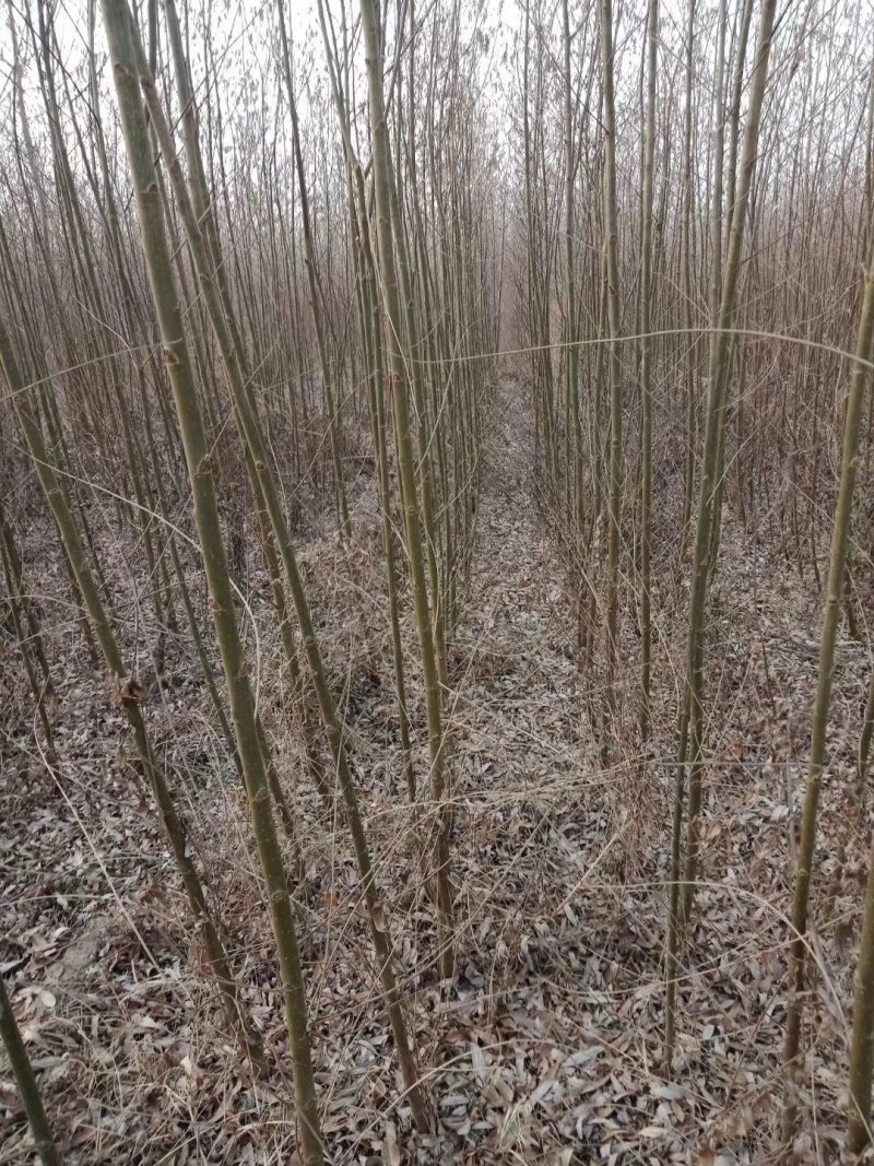 柳树大量热销