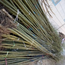 柳树大量热销