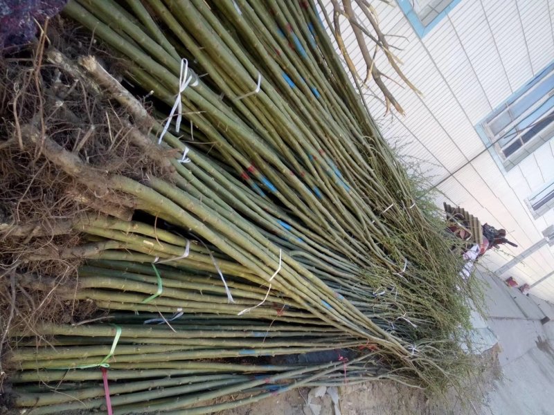 柳树大量热销
