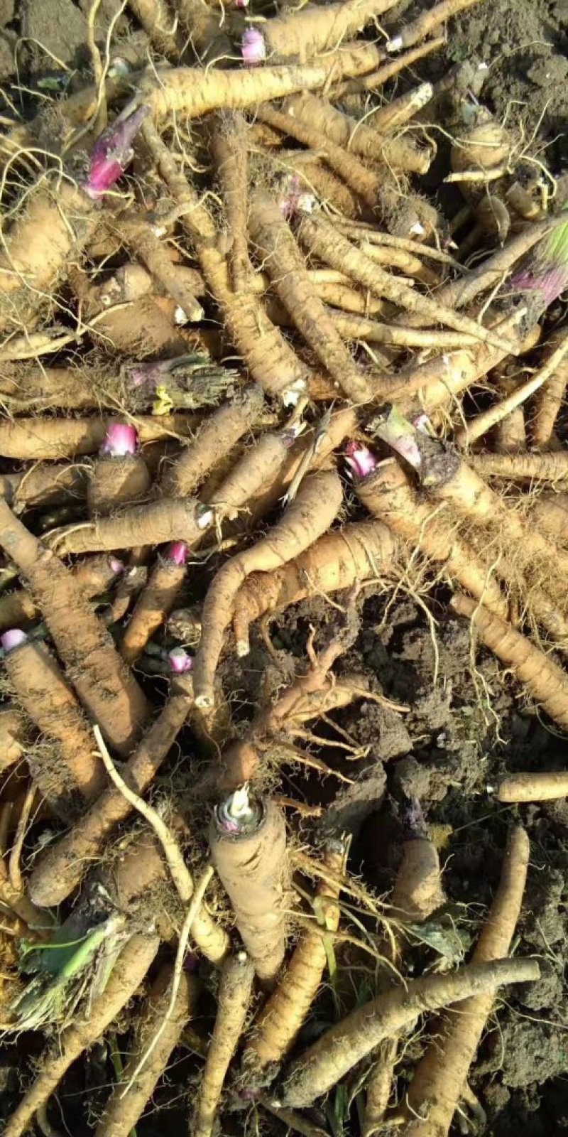 白芷种籽，新一代高产抗病，川白芷种籽，基地直发，量大从优