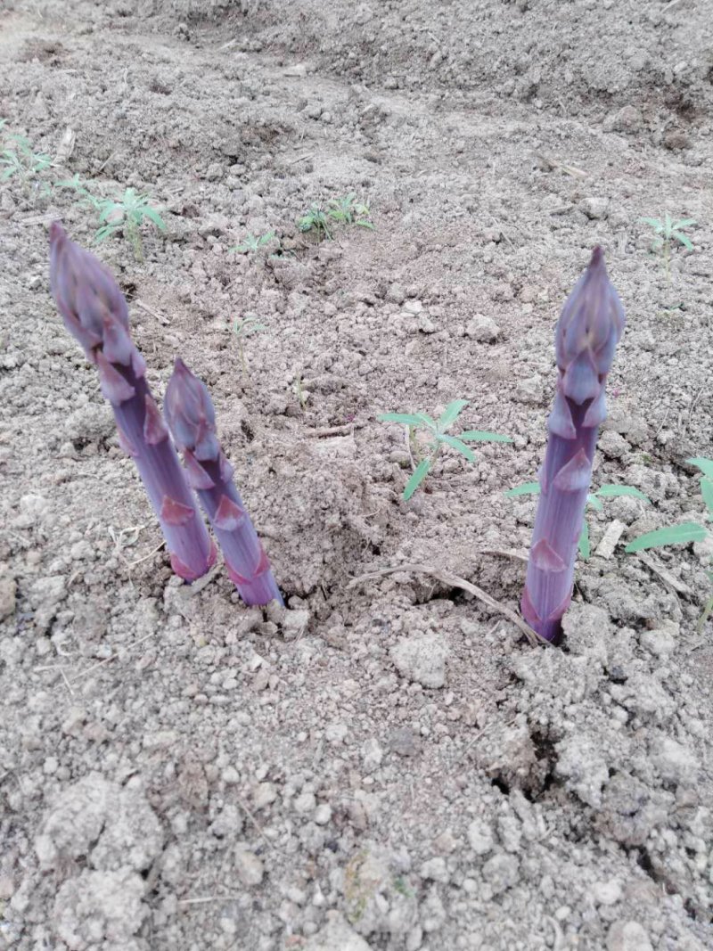 紫色芦笋苗紫芦笋苗芦笋苗芦笋种苗基地供应