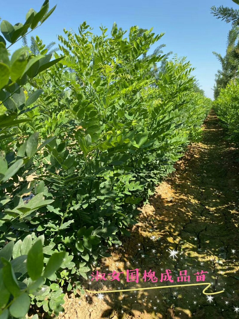 国槐树国槐苗淑女国槐国槐小苗速生国槐以及1-20公分速生